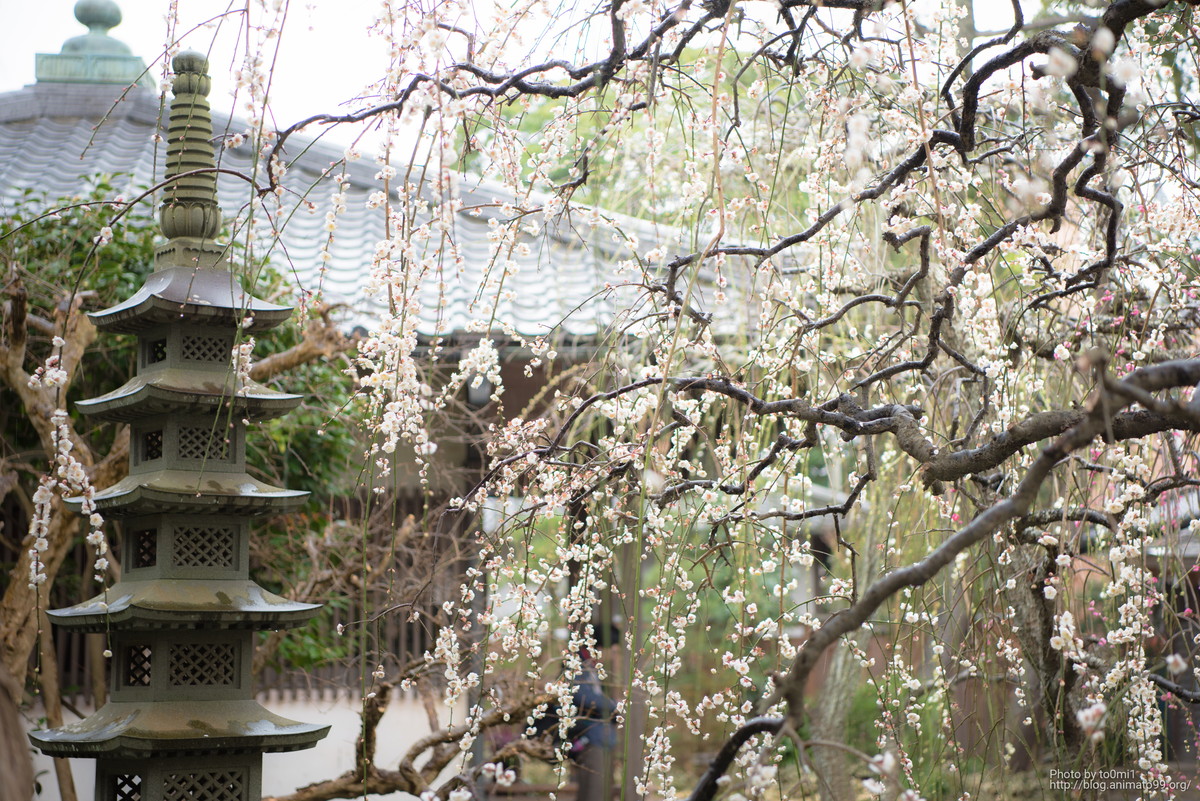 鎌倉の常立寺でメジロを撮ってきました。