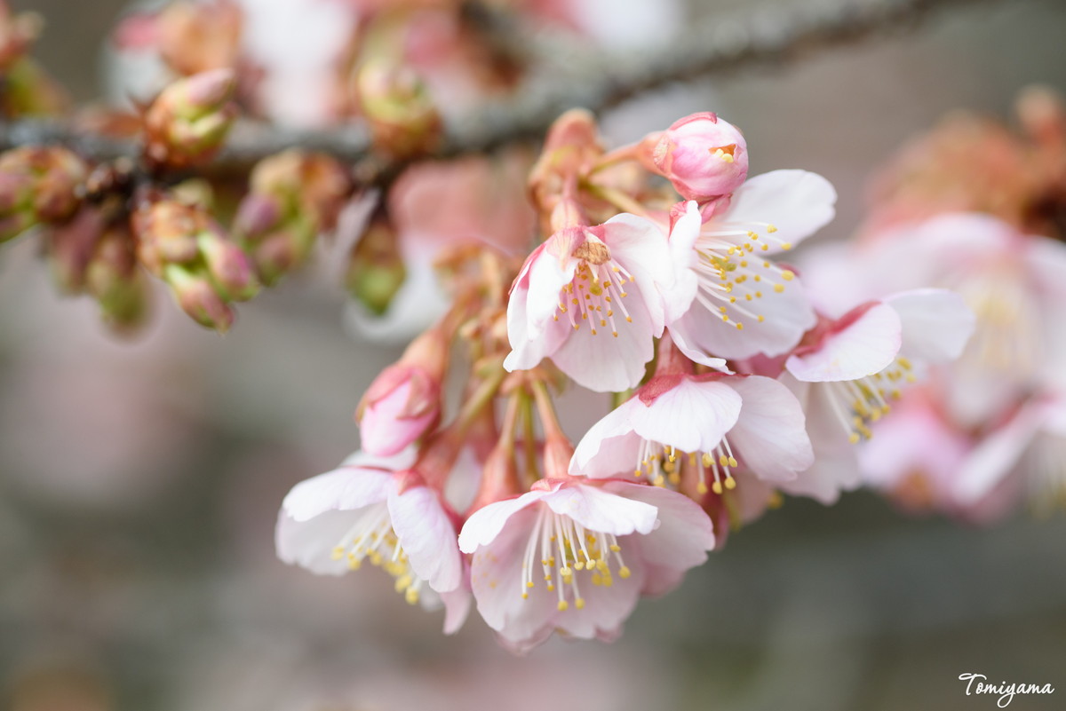 新宿御苑ではもう寒桜が咲いていた